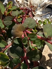 Euphorbia blodgettii
