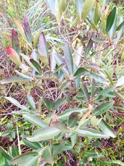 Eugenia involucrata
