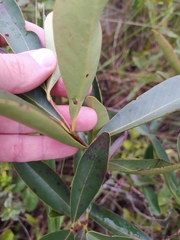 Eugenia involucrata