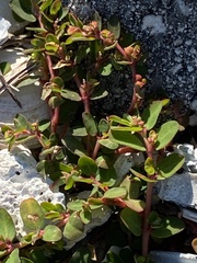 Euphorbia blodgettii