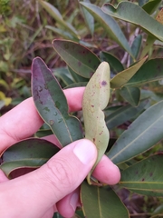 Eugenia involucrata