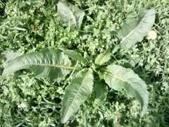 Rumex