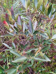 Eugenia involucrata
