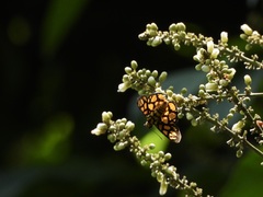Odina hieroglyphica