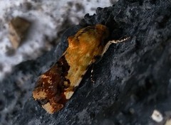 Acontia