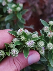 Hyptis saxatilis