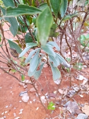 Hyptis saxatilis