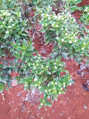 Hyptis saxatilis