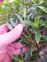 Hyptis saxatilis
