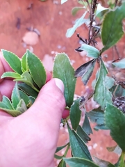 Hyptis saxatilis