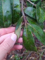 Hancornia speciosa