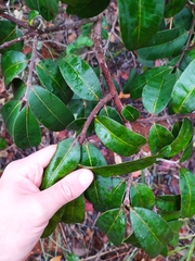 Hancornia speciosa