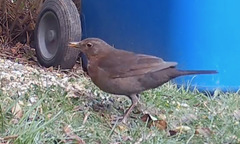 Turdus merula