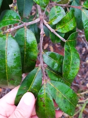 Hancornia speciosa
