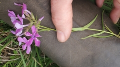 Phlox cuspidata