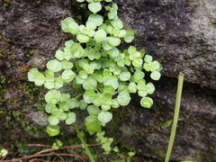 Pilea peploides major