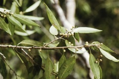 Ficus leiophylla