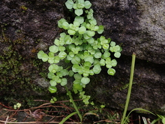 Pilea peploides major