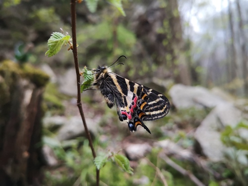 Long-tailed Swallowtail