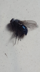 Calliphora
