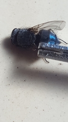 Calliphora
