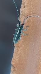 Agapanthia