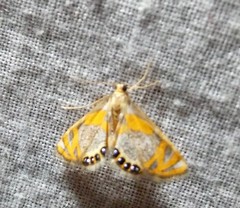 Nymphicula