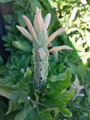 Metarungia galpinii