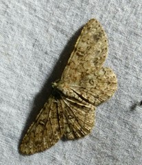 Ophthalmitis