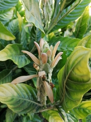 Metarungia galpinii