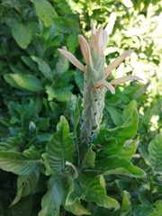 Metarungia galpinii