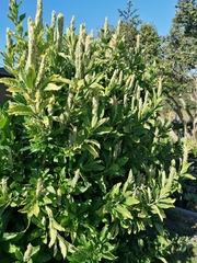 Metarungia galpinii