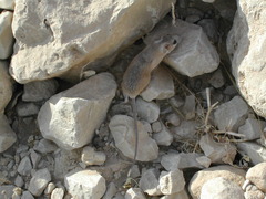 Northeast African Spiny Mouse photo 3
