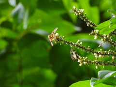 Odina hieroglyphica