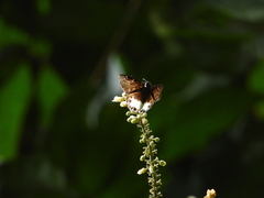 Tagiades ultra