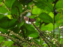 Tagiades ultra