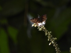 Tagiades ultra