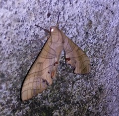Marumba dyras