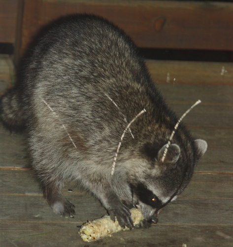 Procyon lotor