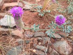 Dalea ornata