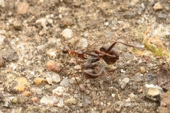 Pheidole nodus