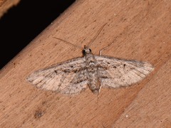Eupithecia longidens