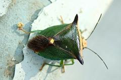 Anaca fasciata