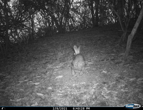 メキシコワタオウサギ