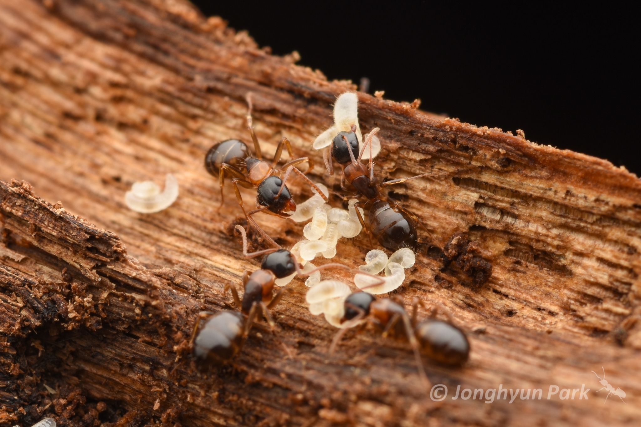 Camponotus yamaokai