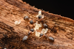 Camponotus yamaokai