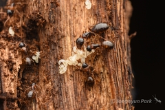 Camponotus yamaokai