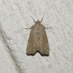 Cutina albopunctella