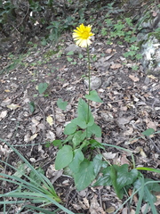 Doronicum plantagineum