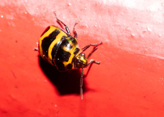 Chrysocoris fascialis